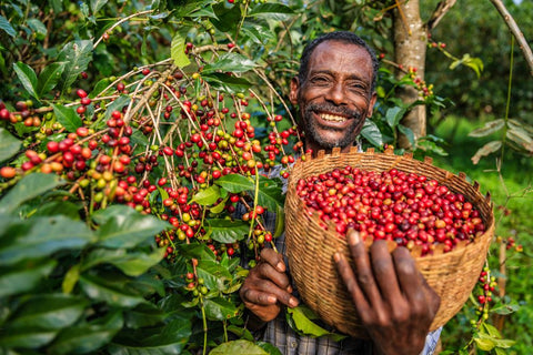 มารู้จักกับกาแฟเอธิโอเปีย จุดกำเนิดกาแฟรสชาติเยี่ยมของโลก