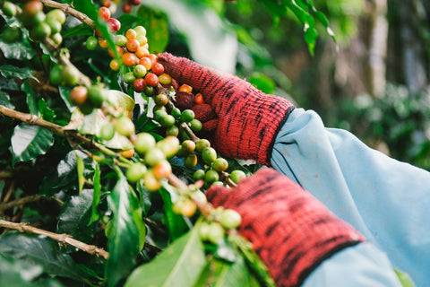 เคล็ดลับการเก็บเมล็ดกาแฟ